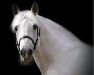 stallion Boden Park Finnard (Connemara Pony, 1986, from Ashfield Sparrow)