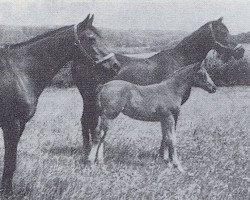 Zuchtstute Amsel (Trakehner, 1949, von Perserfürst)