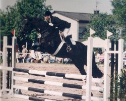 jumper Florentino (Trakehner, 1988, from Matador)