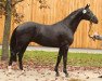 stallion Don Index (Hanoverian, 2007, from Don Crusador)