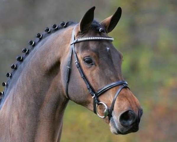 stallion Champion de Cord (Holsteiner, 2001, from Champion du Lys)