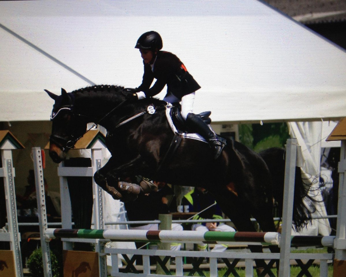 jumper Calista la paz (Hanoverian, 2002, from Contendro I)