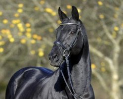 stallion Ituango xx (Thoroughbred, 1996, from Acatenango xx)