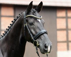 jumper Lannaro (Oldenburg show jumper, 2006, from Larino)