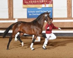 dressage horse Zartbitter 6 (Deutsches Sportpferd, 2015, from Zirkon 8)