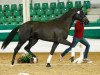 dressage horse Montblanc 12 (Oldenburg, 2015, from E.H. Millennium)