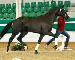 dressage horse Montblanc 12 (Oldenburg, 2015, from E.H. Millennium)