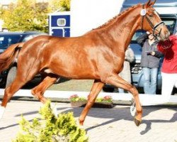 stallion Nymphenburgs Zaphir (German Sport Horse, 2015, from Zack)