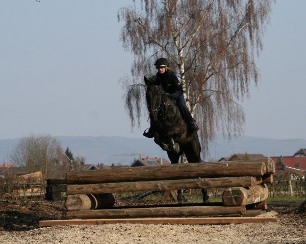 jumper Pitu Paolo (Württemberger, 2001, from Pacajas xx)