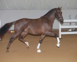 dressage horse Kapitein (KWPN (Royal Dutch Sporthorse), 2015, from Vivaldi)