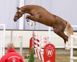 Springpferd Zidane (Hannoveraner, 2014, von Zinedine)