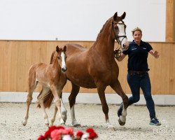 Springpferd Zmiley (Westfale, 2017, von Zinedine)