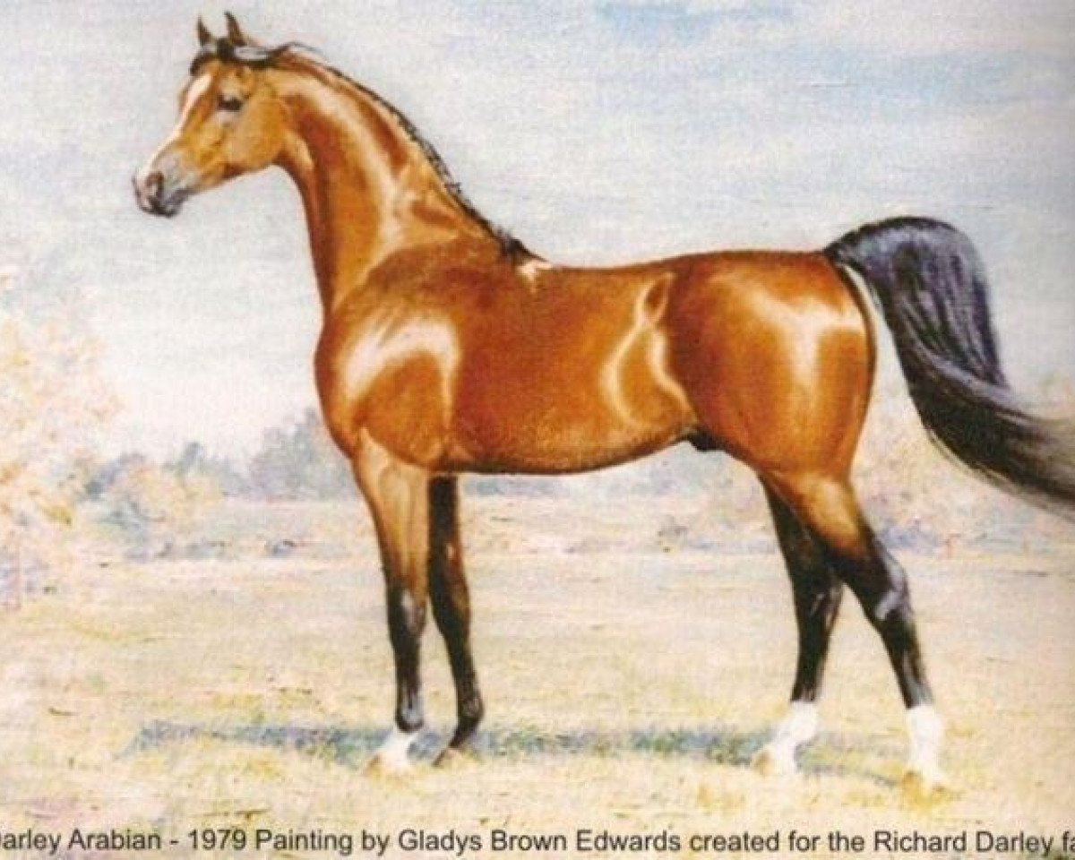 Deckhengst Darley Arabian ox (Vollblutaraber, 1700)