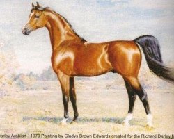 stallion Darley Arabian ox (Arabian purebred, 1700)