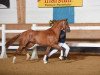 dressage horse Rosaro B. (German Sport Horse, 2014, from Rousseau)