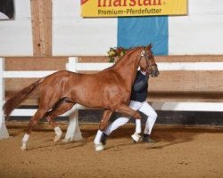 dressage horse Rosaro B. (German Sport Horse, 2014, from Rousseau)