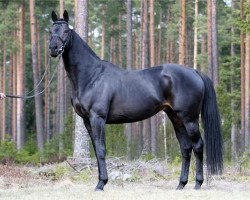 stallion Ruffian Reef xx STS (Thoroughbred, 2002, from Singspiel xx)