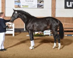 stallion Lucido (German Sport Horse, 2015, from Luis Figo)