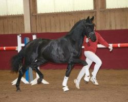 dressage horse Hengst von Lord Leopold / Gardez (Württemberger, 2015, from Lord Leopold 7)