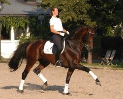 stallion Maserati (Trakehner, 1997, from Partout)