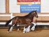 dressage horse Feliciano 62 (Bavarian, 2015, from Fürst Fohlenhof)