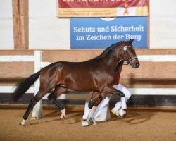 dressage horse Feliciano 62 (Bavarian, 2015, from Fürst Fohlenhof)