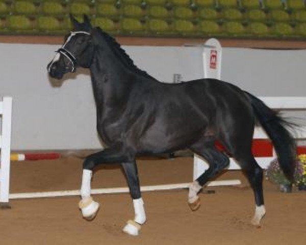 dressage horse Kevin JS (KWPN (Royal Dutch Sporthorse), 2015, from Franklin)