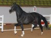 dressage horse Kevin JS (KWPN (Royal Dutch Sporthorse), 2015, from Franklin)