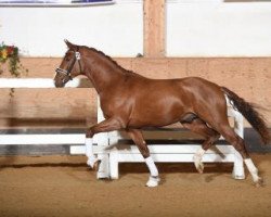 dressage horse Fürst-Felix 3 (Hannoveraner, 2015, from For Romance I)