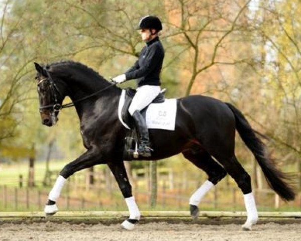 dressage horse Heuberger TSF (Trakehner, 2007, from Imperio 3)