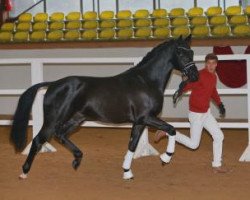 dressage horse Footlooze (German Sport Horse, 2015, from Finest)