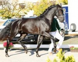 dressage horse Franz-Josef (Oldenburg, 2015, from Fantastic)