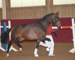 dressage horse Emilio 148 (German Sport Horse, 2015, from Escolar)