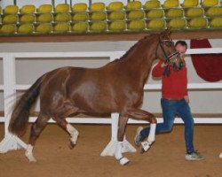 dressage horse David Bowie 6 (Oldenburg, 2015, from Dynamo 20)