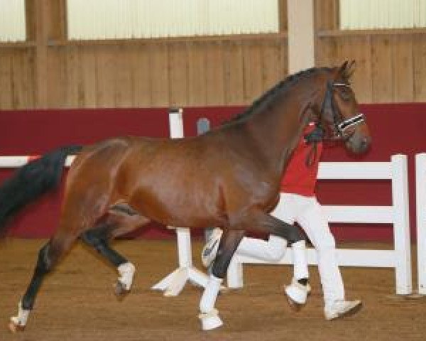 stallion Danzetti (German Sport Horse, 2015, from Diamond Hit)