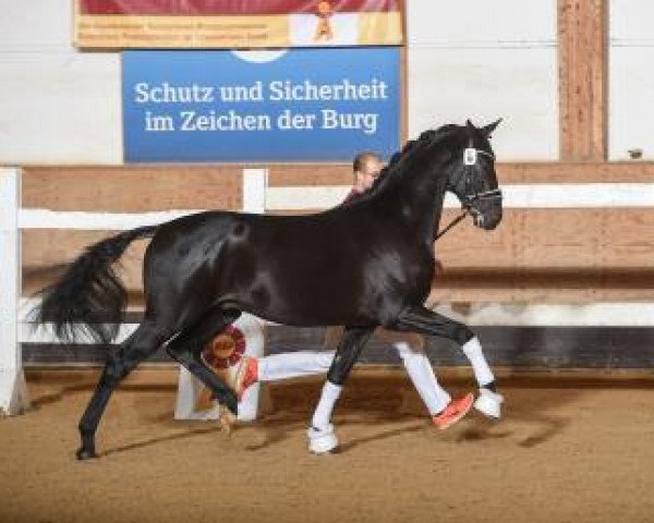 dressage horse Bernay's Bonbon (German Sport Horse, 2015, from Bernay)