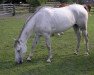 broodmare Jule (German Riding Pony, 2003, from Salaa El Dine EAO)