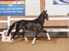 Deckhengst Amazing Sugar (Deutsches Sportpferd, 2015, von Amazing Spirit)