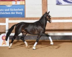 dressage horse Amazing Sugar (Deutsches Sportpferd, 2015, from Amazing Spirit)