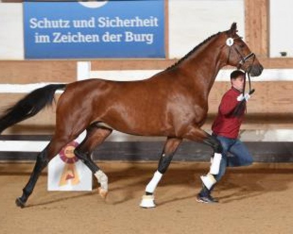 dressage horse Aber Hallo 43 (Bavarian, 2015, from Amazing Spirit)