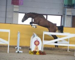 jumper Hengst von Verdi / Heraldik xx (Oldenburg show jumper, 2015, from Verdi)