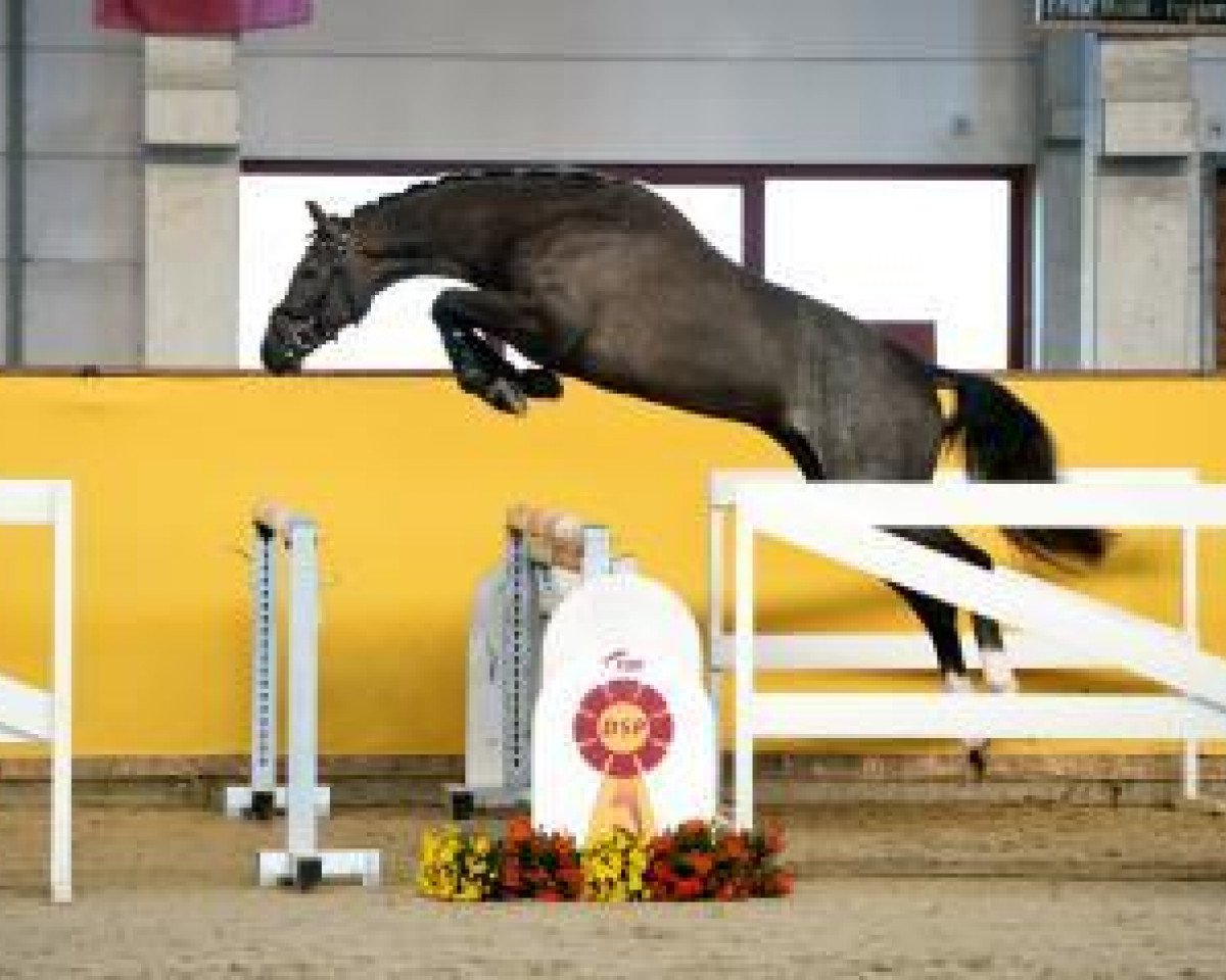 stallion Zapatos Nuevos (Westphalian, 2015, from Zavall VDL)