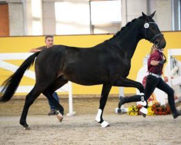 dressage horse Querce (German Sport Horse, 2015, from Quiz)