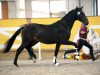 dressage horse Querce (German Sport Horse, 2015, from Quiz)