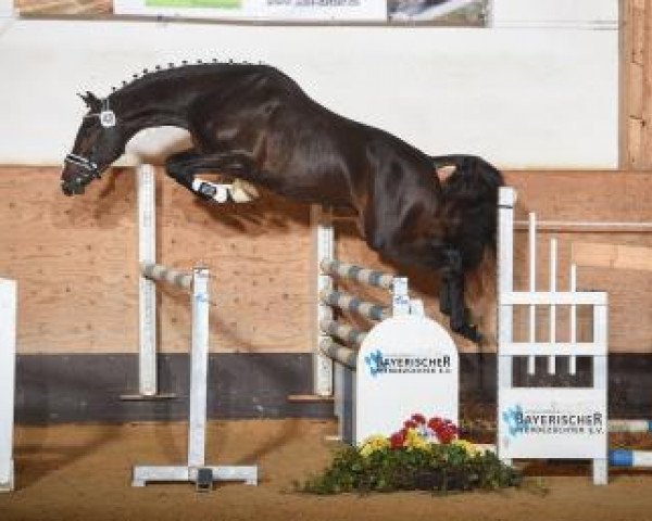 jumper Quartino 4 (German Sport Horse, 2015, from Quiz)