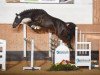 jumper Quartino 4 (German Sport Horse, 2015, from Quiz)