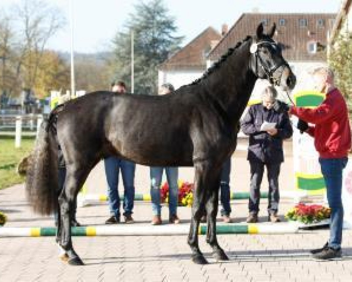 Springpferd Kilian D (Holsteiner, 2015, von Kannan)
