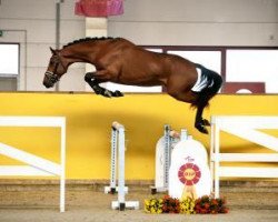 jumper Kitkat (KWPN (Royal Dutch Sporthorse), 2015, from Etoulon VDL)