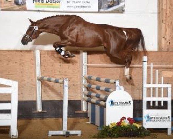 stallion Esplendido (German Sport Horse, 2015, from Emerald van 't Ruytershof)