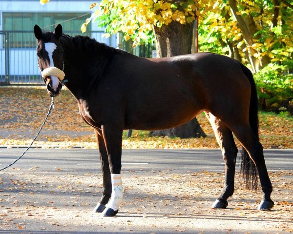 dressage horse Wild Passion 2 (Hanoverian, 2001, from Weltmeyer)